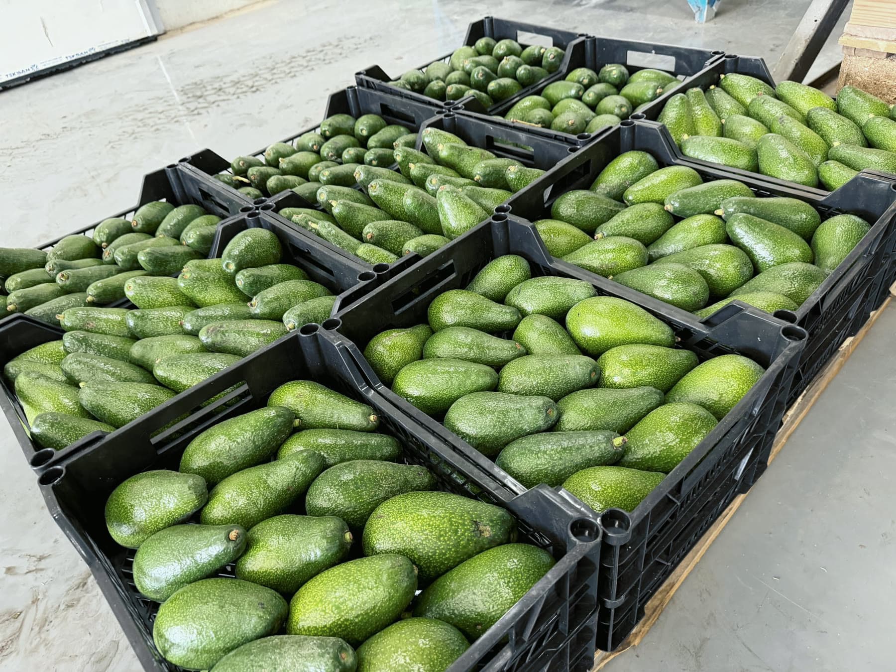 Hass avocados ripening on the branch