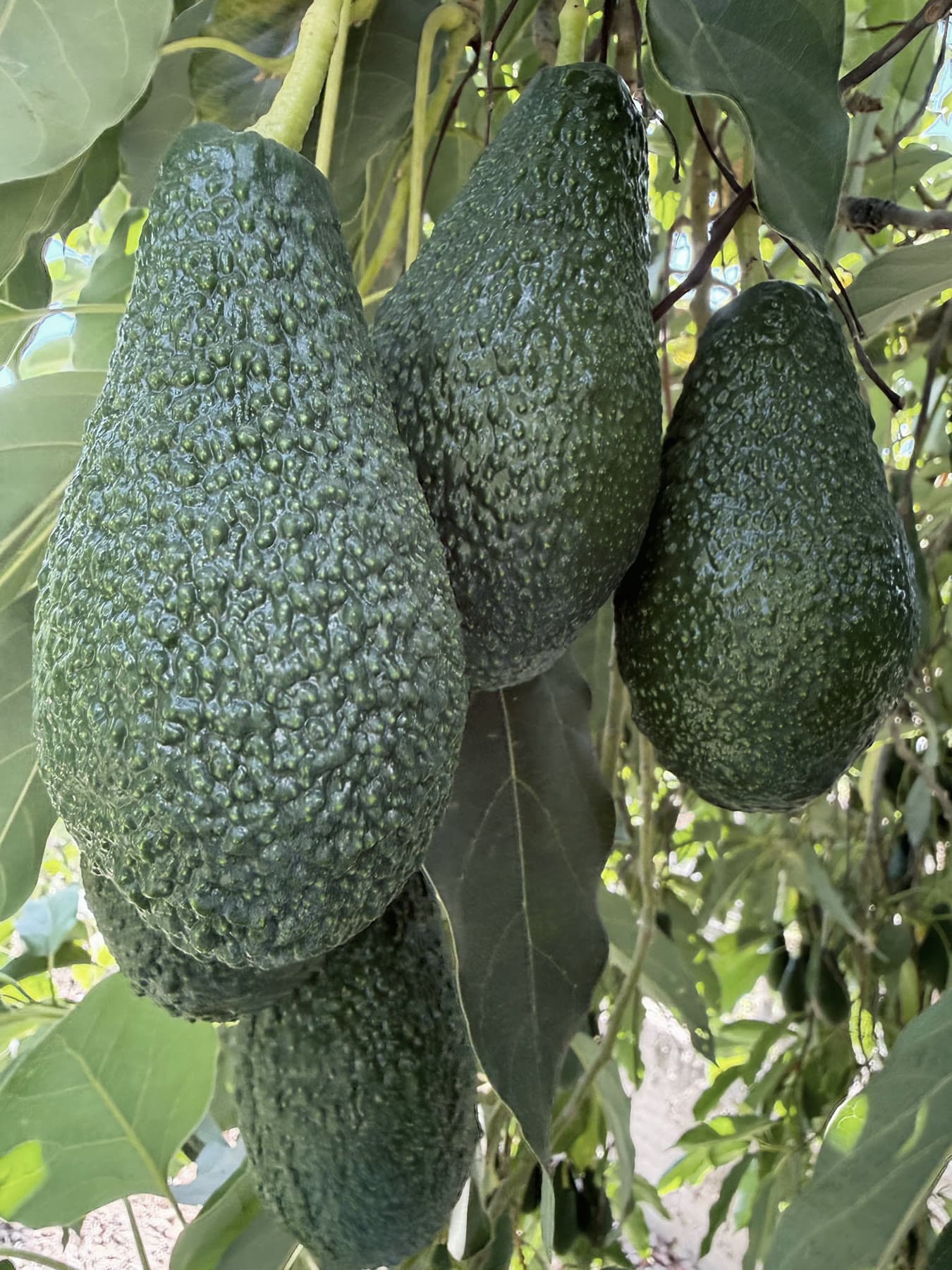 A cluster of green-skin avocados on the branch