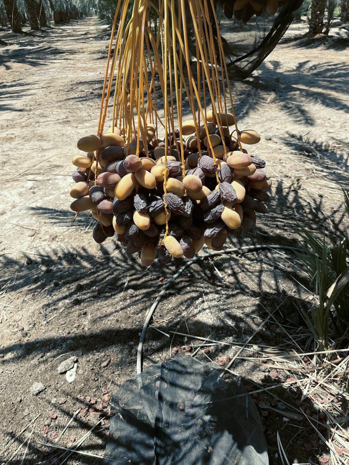 A bunch of Medjoul ripening on the palm