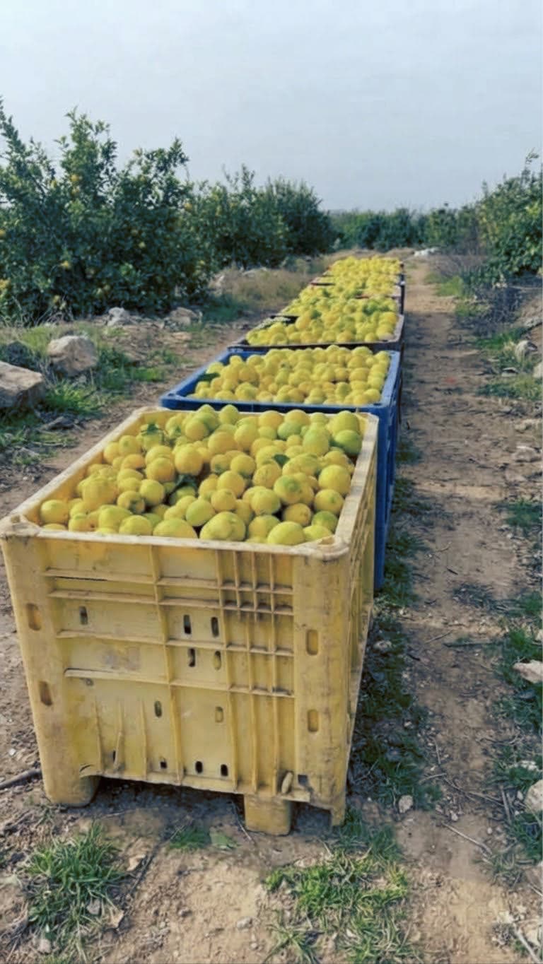 Lemons hanging in the orchard