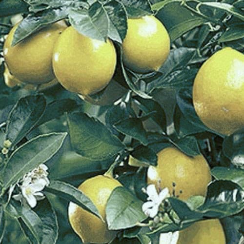 Lemons and blossom on the tree