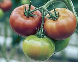 Rows of tomato vines under cover